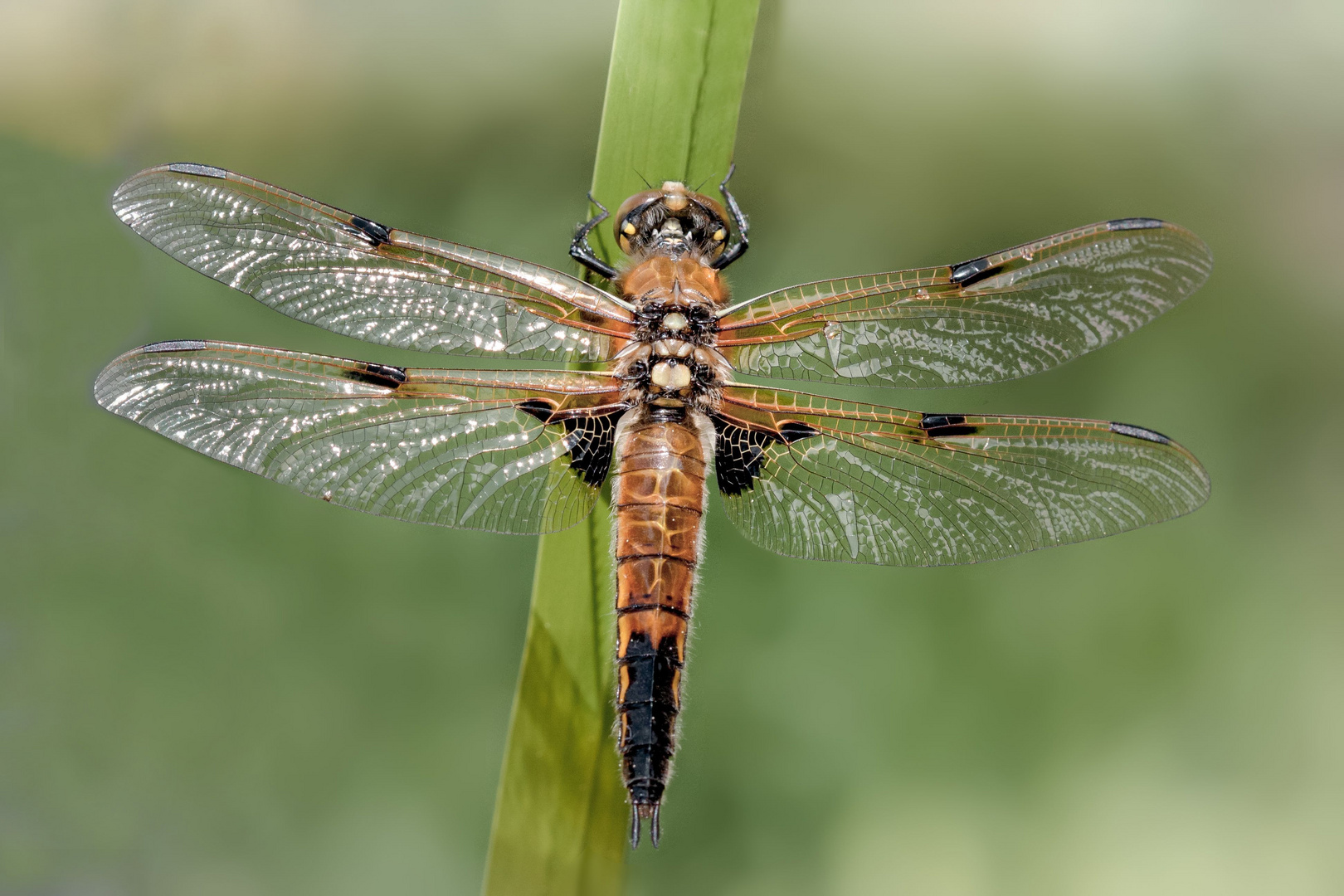 vierflecklibelle w.