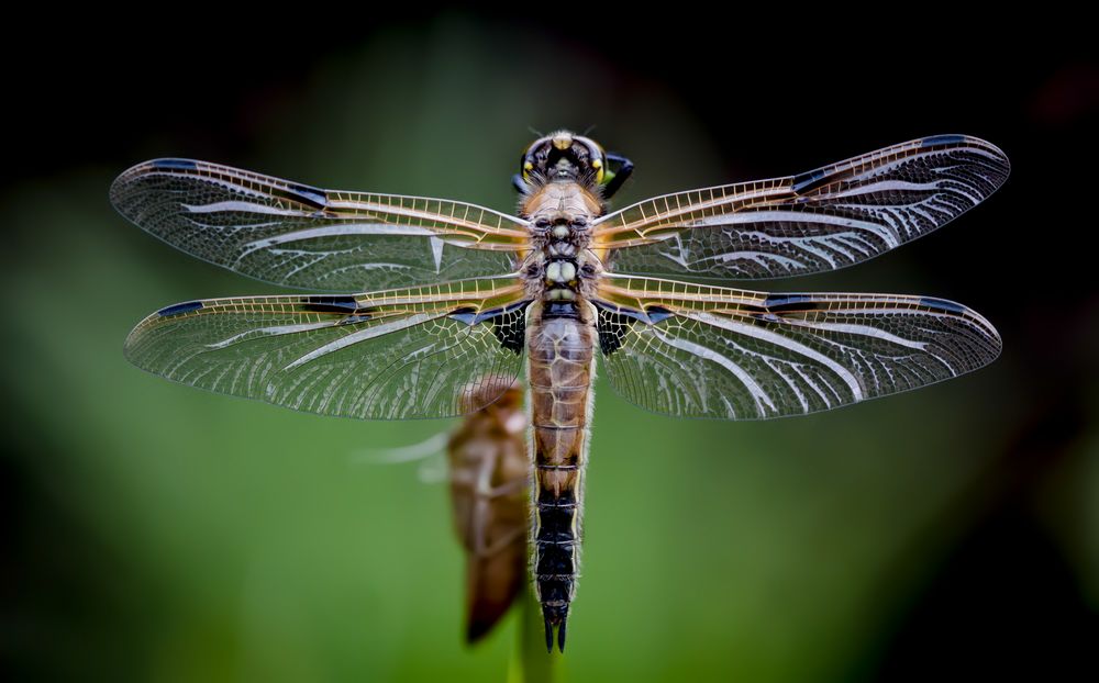 vierflecklibelle w.