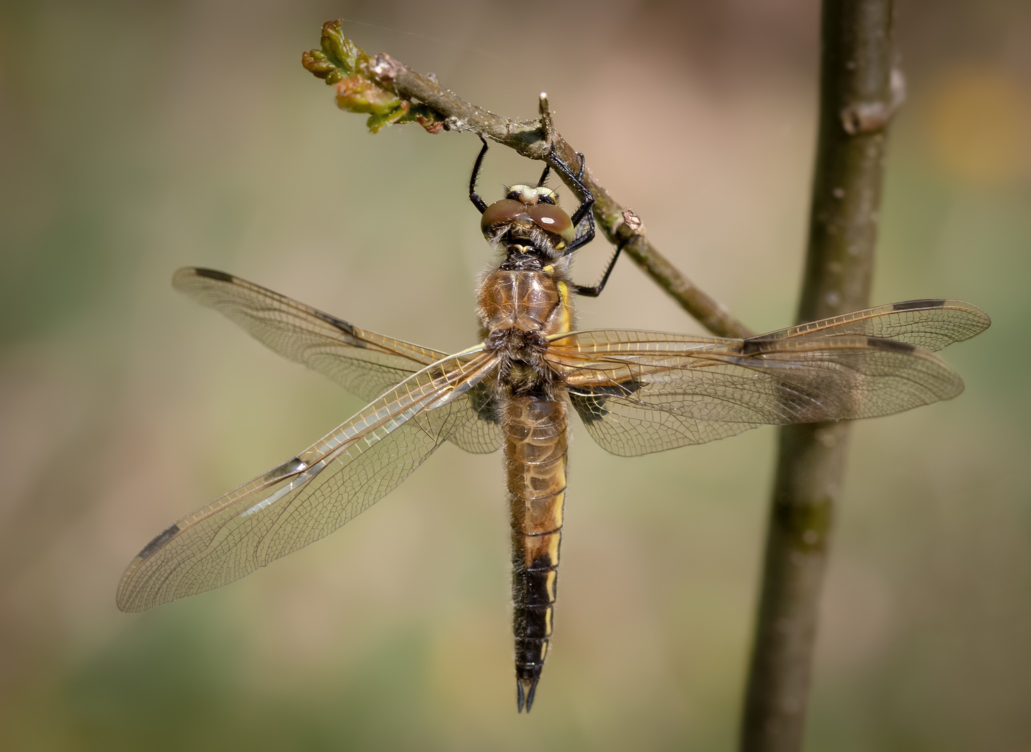 vierflecklibelle w.