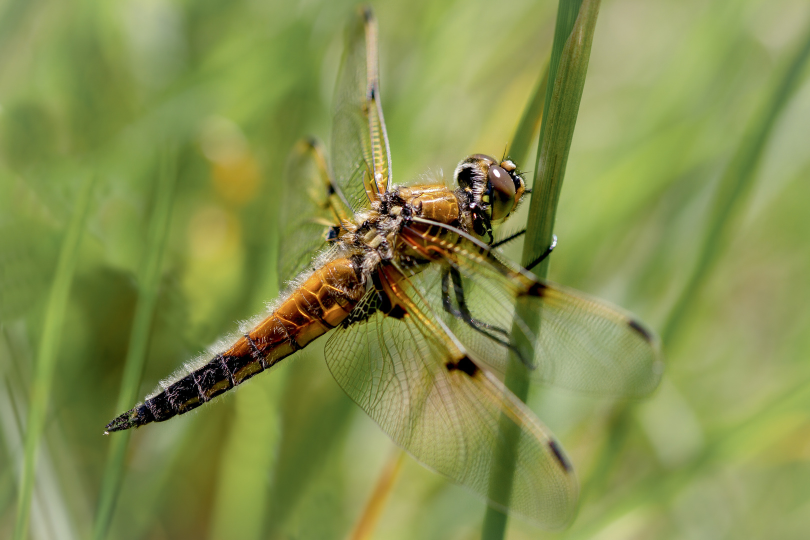 vierflecklibelle w.