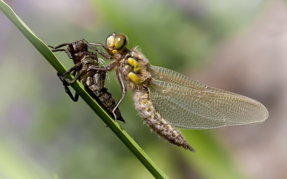 vierflecklibelle w.