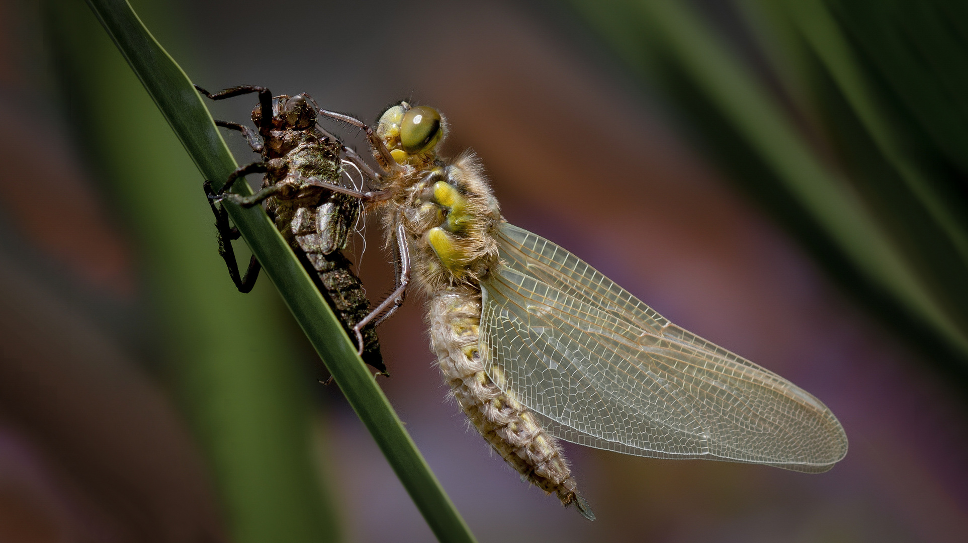 vierflecklibelle w.