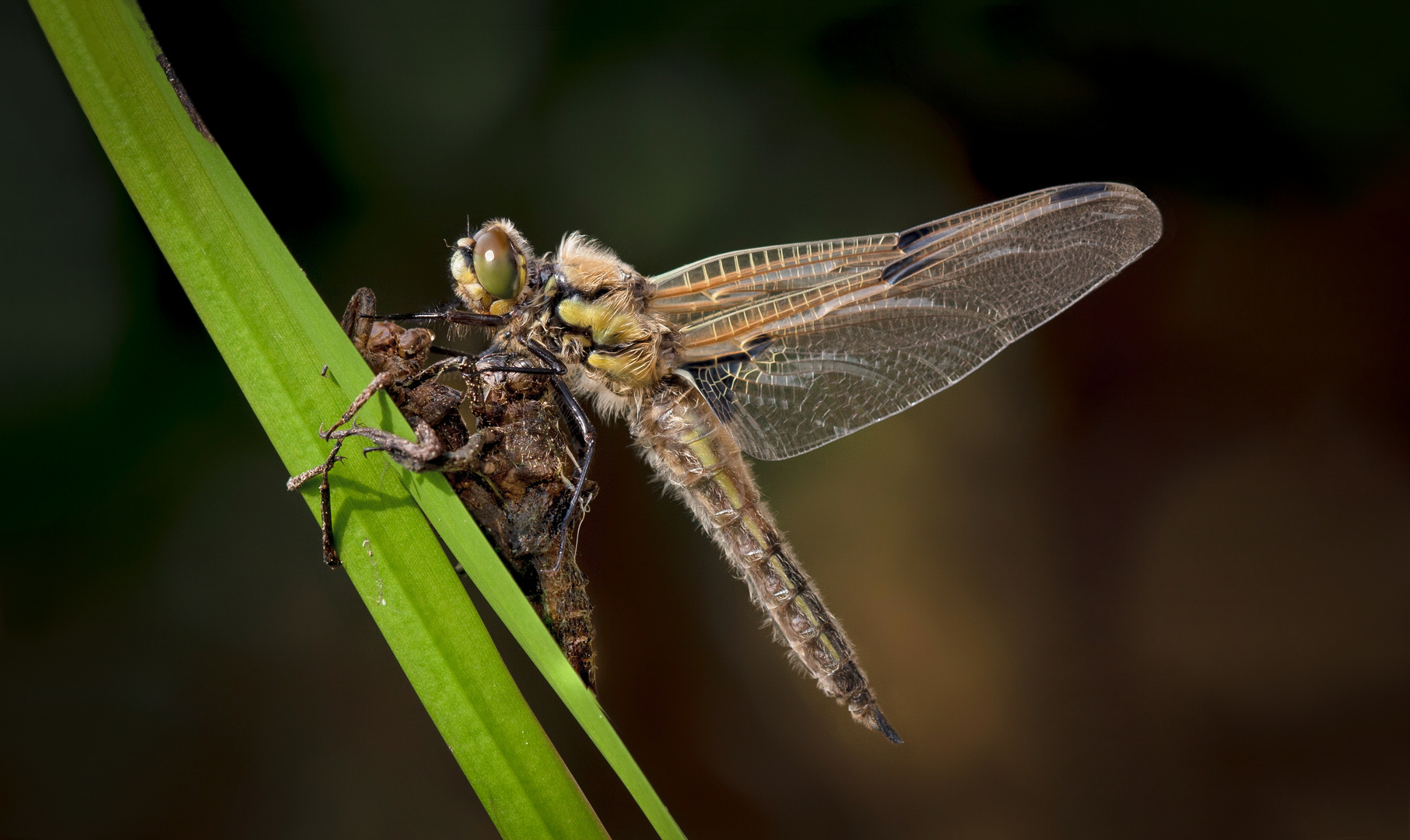 vierflecklibelle w. 