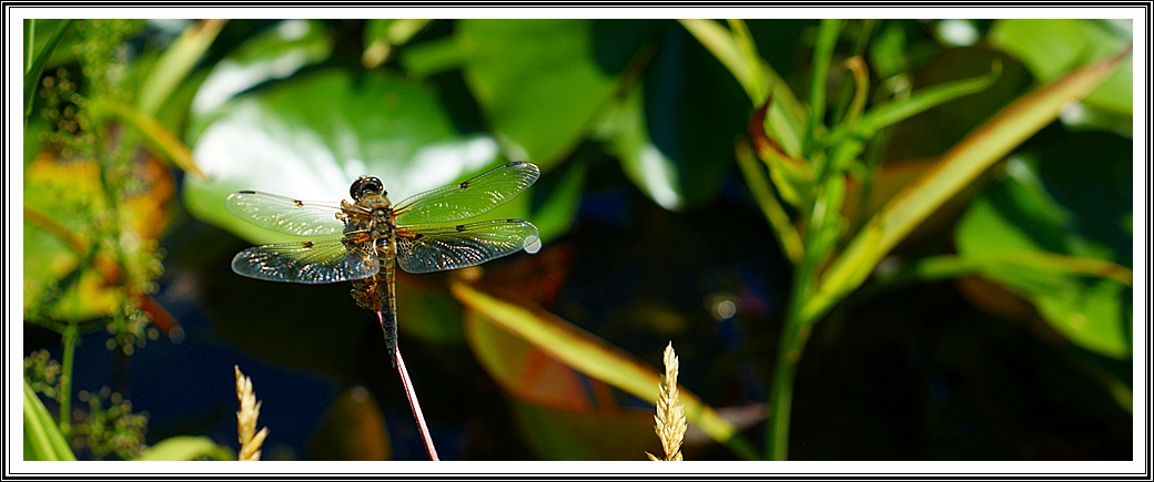 Vierflecklibelle (Weibchen)..female.