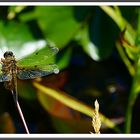 Vierflecklibelle (Weibchen)..female.