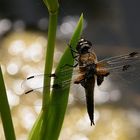 Vierflecklibellenmännchen in der Damenjagdpause!!