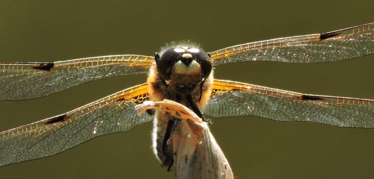 Vierflecklibellenportrait