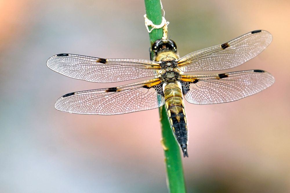 Vierfleck(Libellula quadrimaculata) 