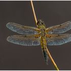 Vierfleck(Libellula quadrimaculata),m