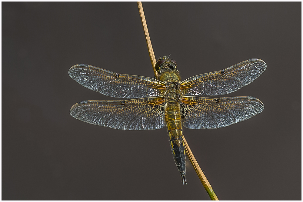 Vierfleck(Libellula quadrimaculata),m