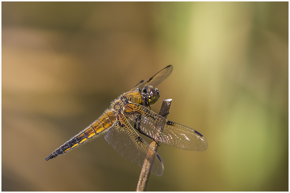 Vierfleck(Libellula quadrimaculata),m