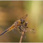 Vierfleck(Libellula quadrimaculata),m