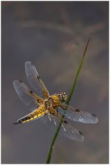 Vierfleck(Libellula quadrimaculata),w