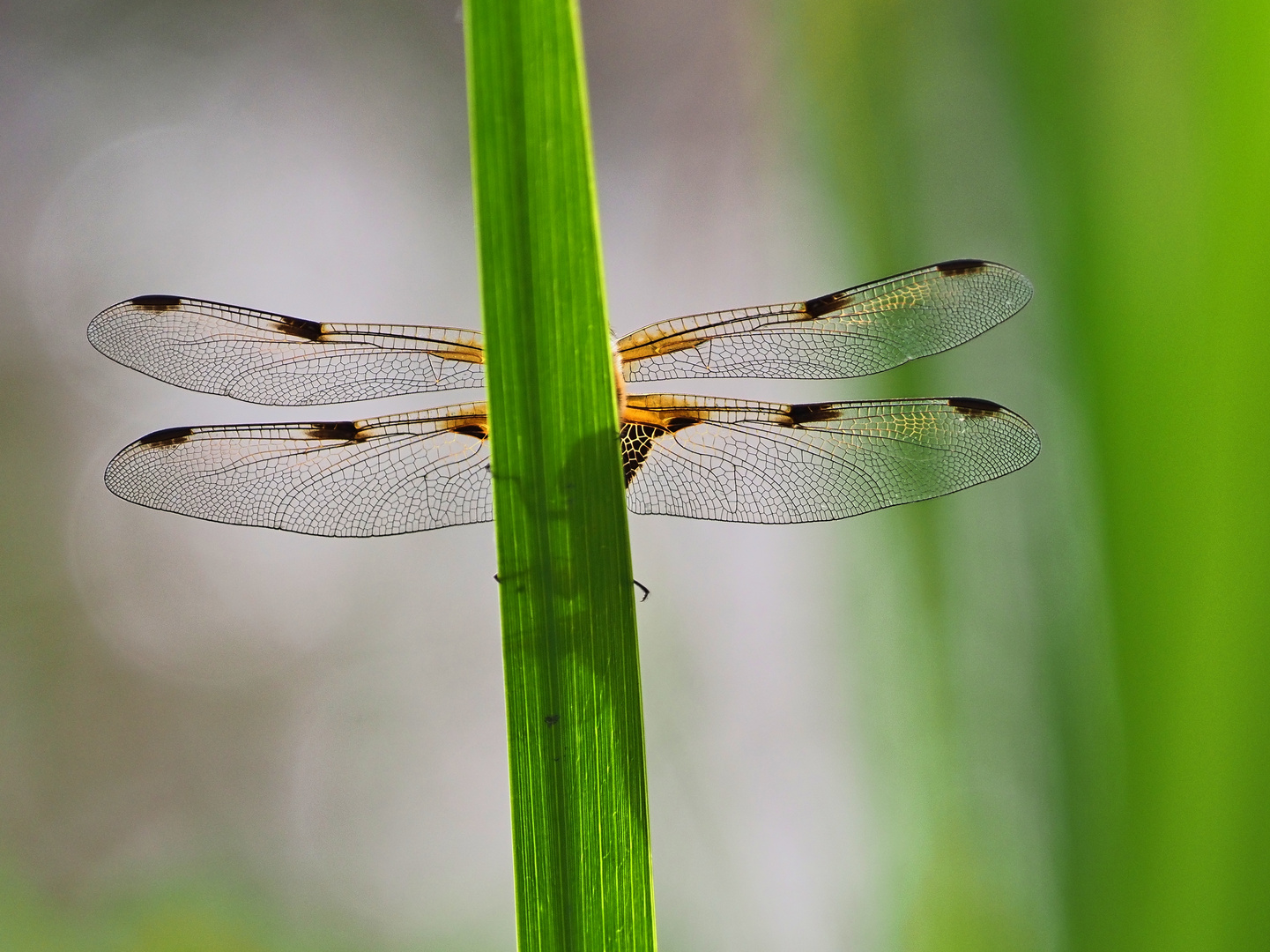 Vierfleck_Libellula_quadrimaculata