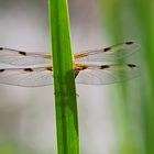 Vierfleck_Libellula_quadrimaculata