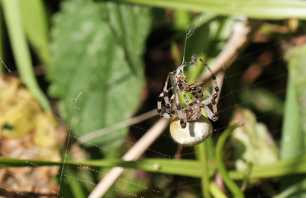 Vierfleckspinne