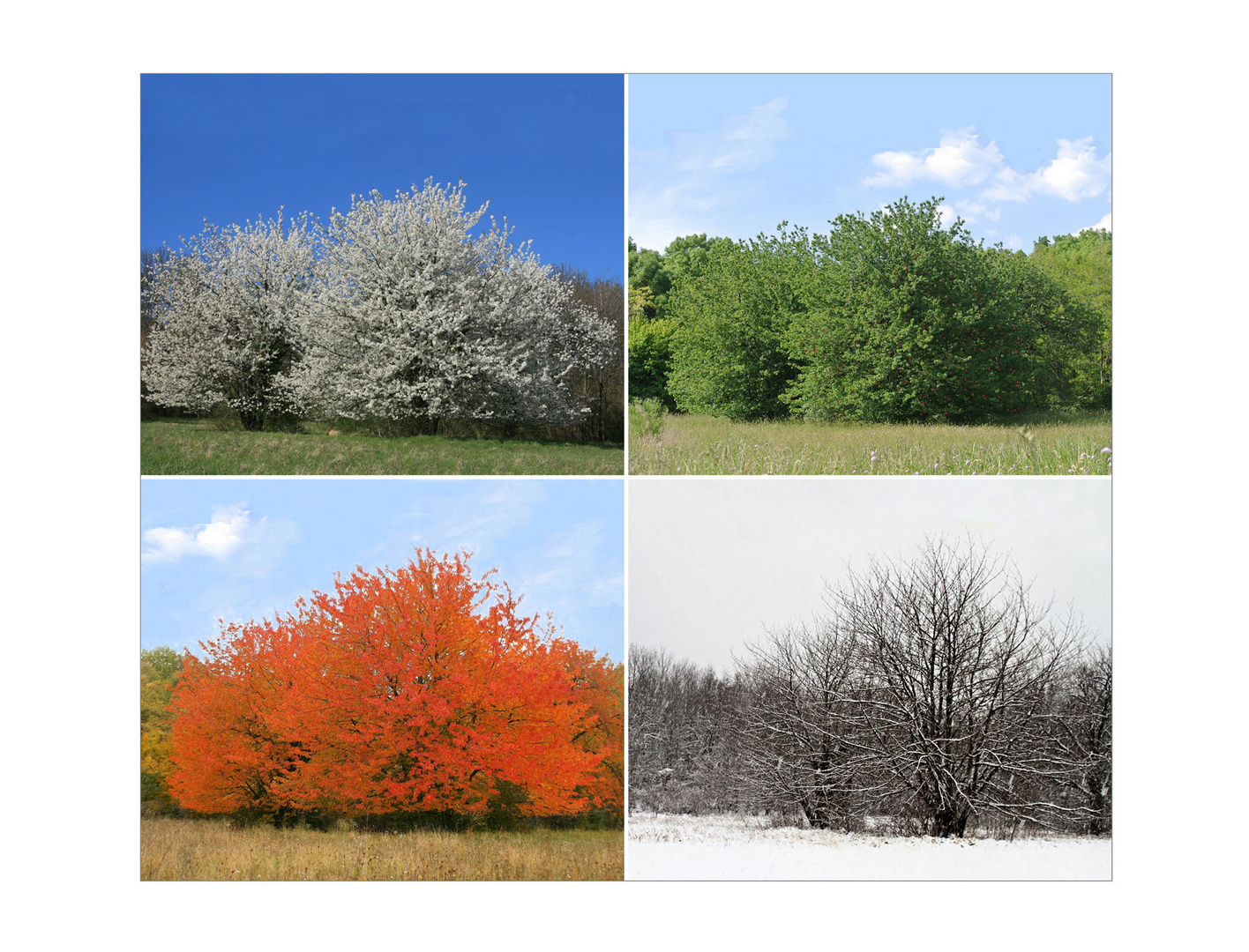 Vierjahreszeiten-Baum