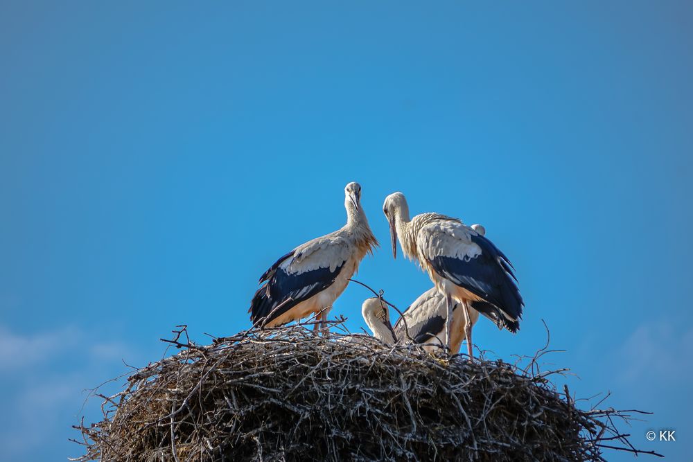 Vierköpfige Familie Storch