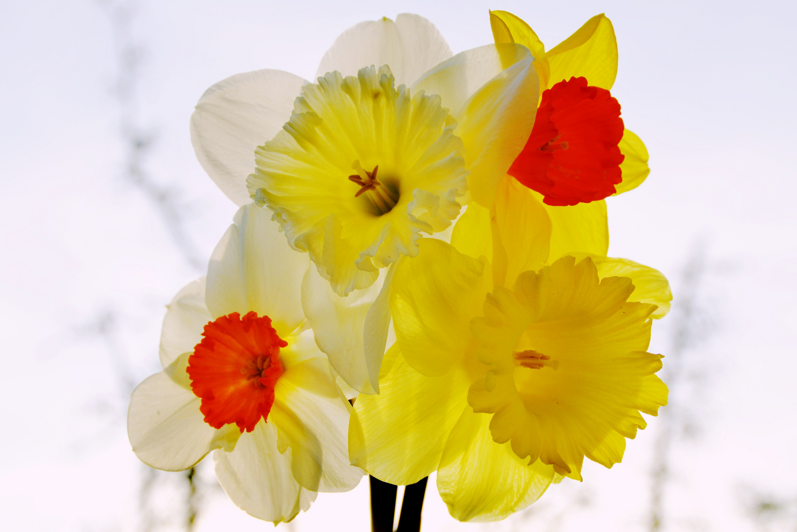 Vierling Foto & Bild pflanzen, pilze & flechten, blüten