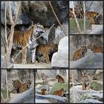 Vierlinge bei den Sumatra-Tigern