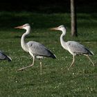 Vierlinge beim Osterspaziergang