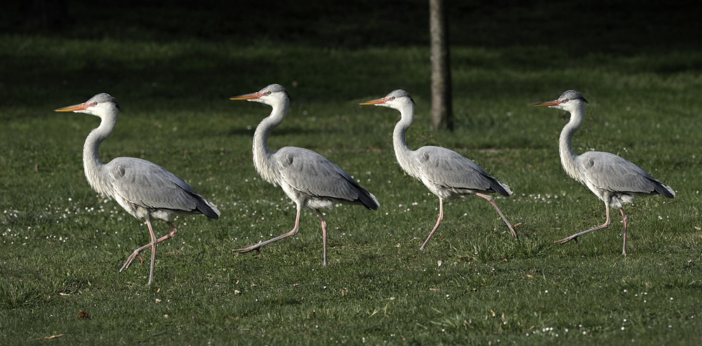 Vierlinge beim Osterspaziergang