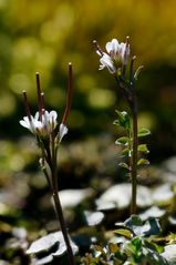 Viermänniges Schaumkraut (Cardamine hirsuta)