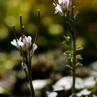 Viermänniges Schaumkraut (Cardamine hirsuta)