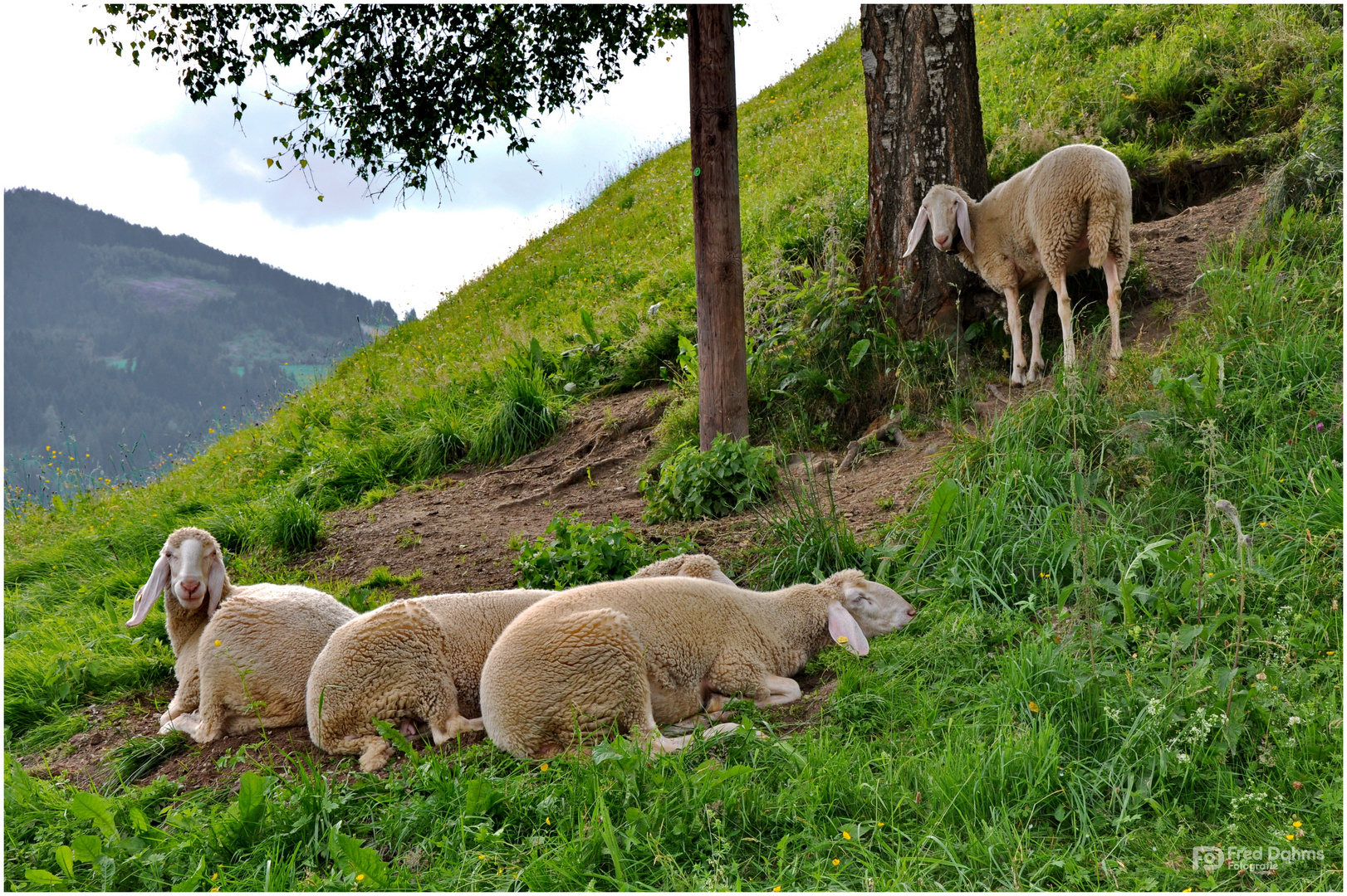 Viermal Schaf, zweimal Schlaf