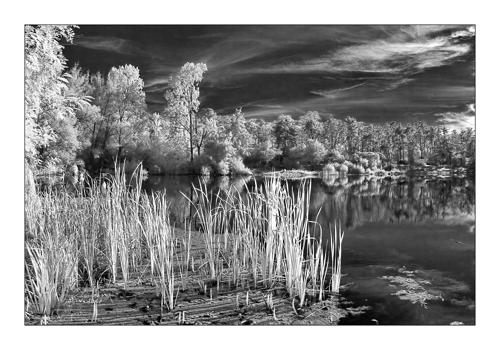 Viernheimer Waldsee III