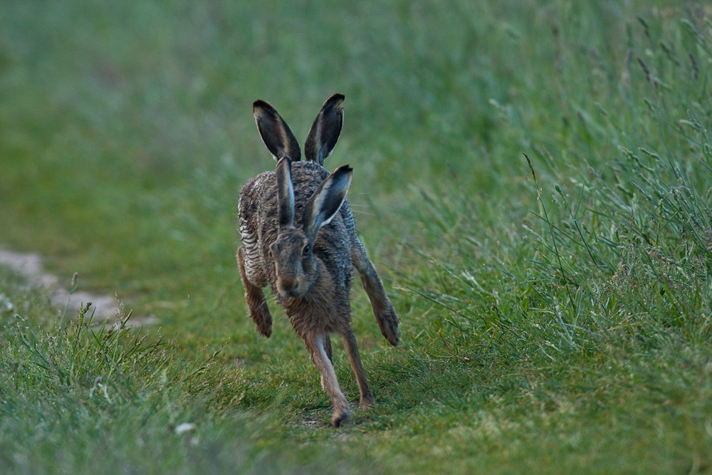 Vierohrhase (Lepus europaeus quadrophonus)