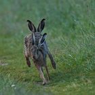 Vierohrhase (Lepus europaeus quadrophonus)