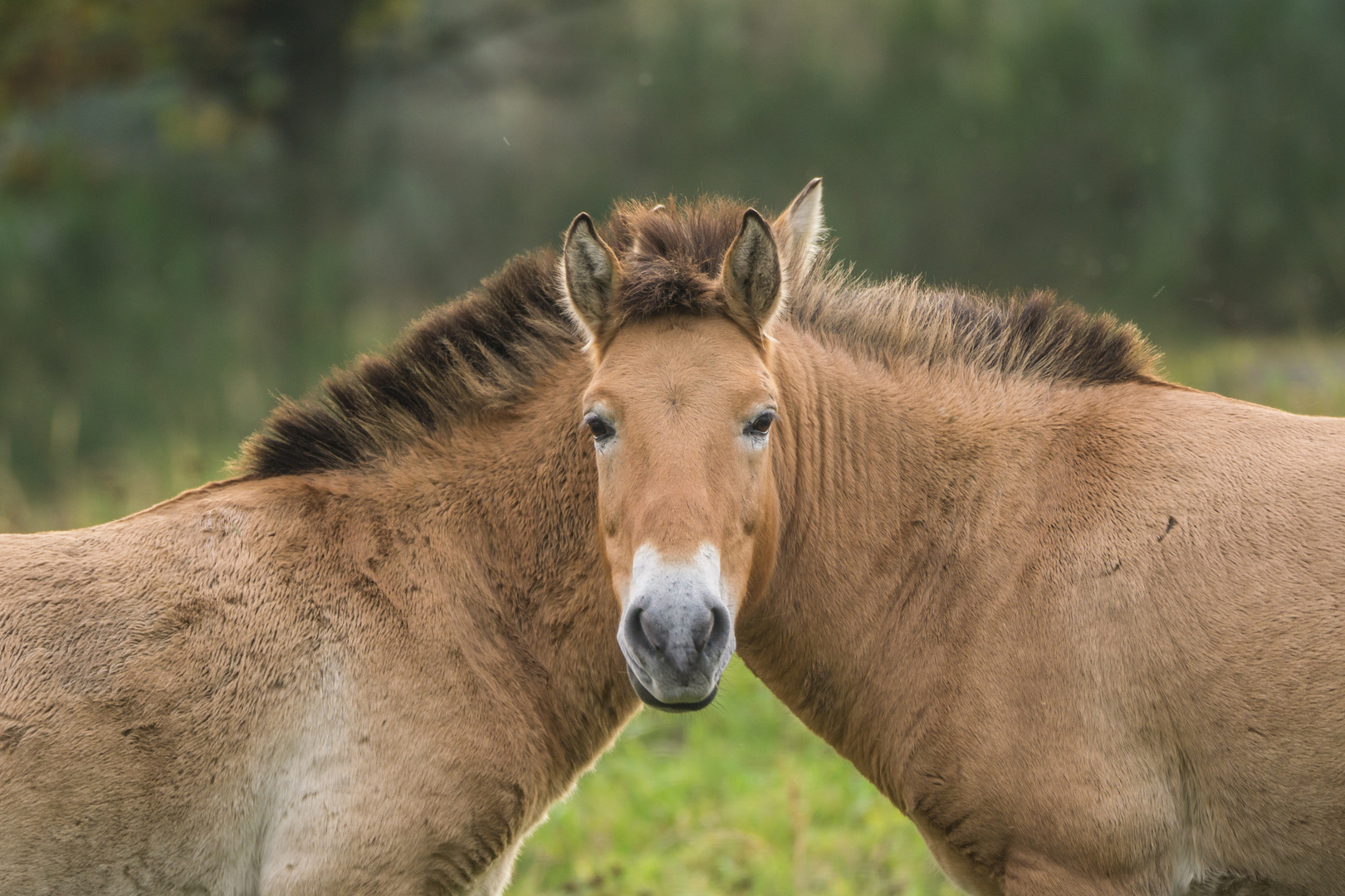 Vierohrpferd 