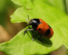 Vierpunkt-Ameisenblattkäfer-Clytra quadripunctata      