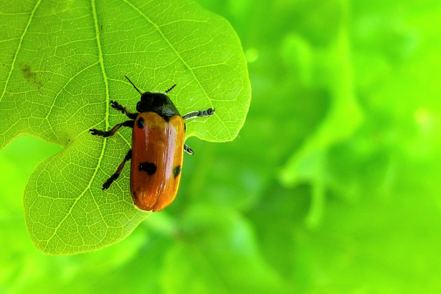 Vierpunkt-Ameisenblattkäfer Clytra quadripunctata