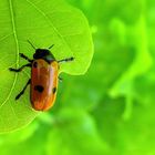 Vierpunkt-Ameisenblattkäfer Clytra quadripunctata