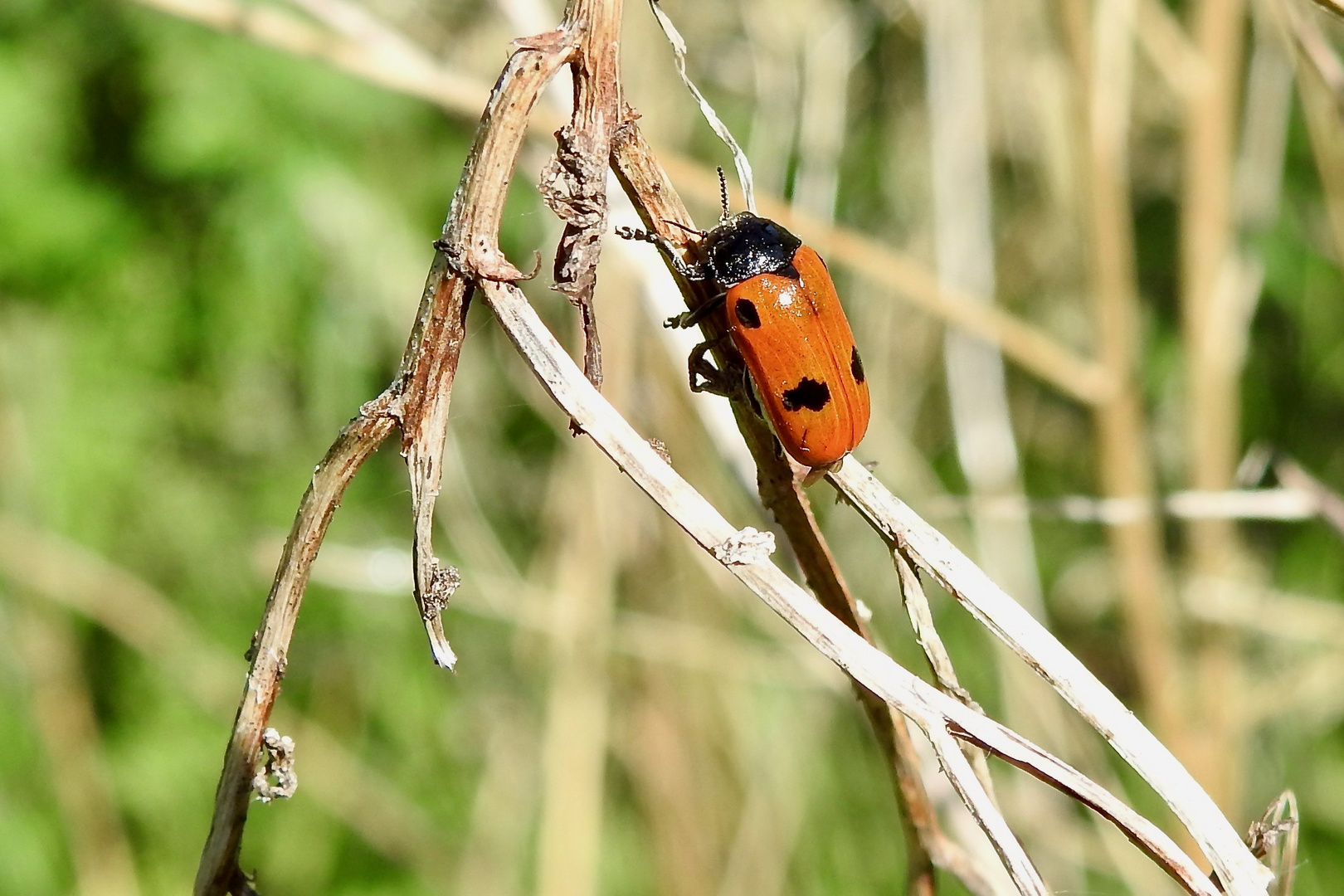 Vierpunkt-Ameisenblattkäfer (Clytra quadripunctata)