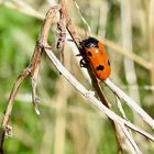 Vierpunkt-Ameisenblattkäfer (Clytra quadripunctata)