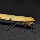 Vierpunkt-Flechtenbärchen (Lithosia quadra), Weibchen - Lithosie quadrille, un papillon de nuit!