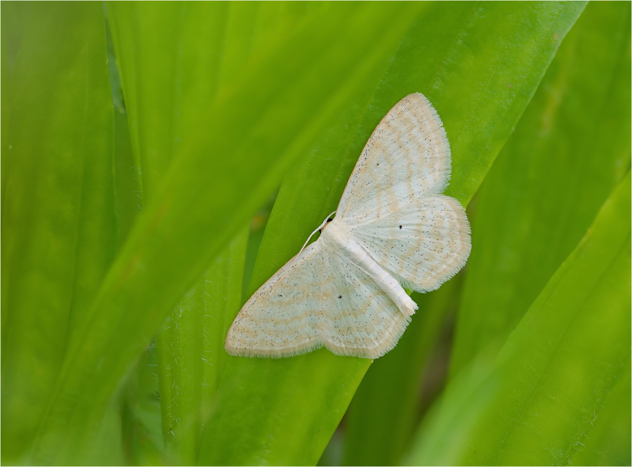 Vierpunkt-Kleinspanner (Scopula immutata)