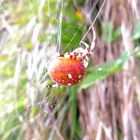 Vierpunkt - Kreuzspinne (Araneus quadratus),