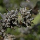 Vierpunkt-Zierwanze (Adelphocoris quadripunctatus)