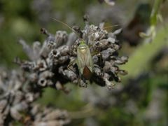 Vierpunkt-Zierwanze (Adelphocoris quadripunctatus)