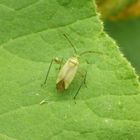 Vierpunkt-Zierwanze (Adelphocoris quadripunctatus)