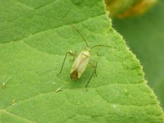 Vierpunkt-Zierwanze (Adelphocoris quadripunctatus)