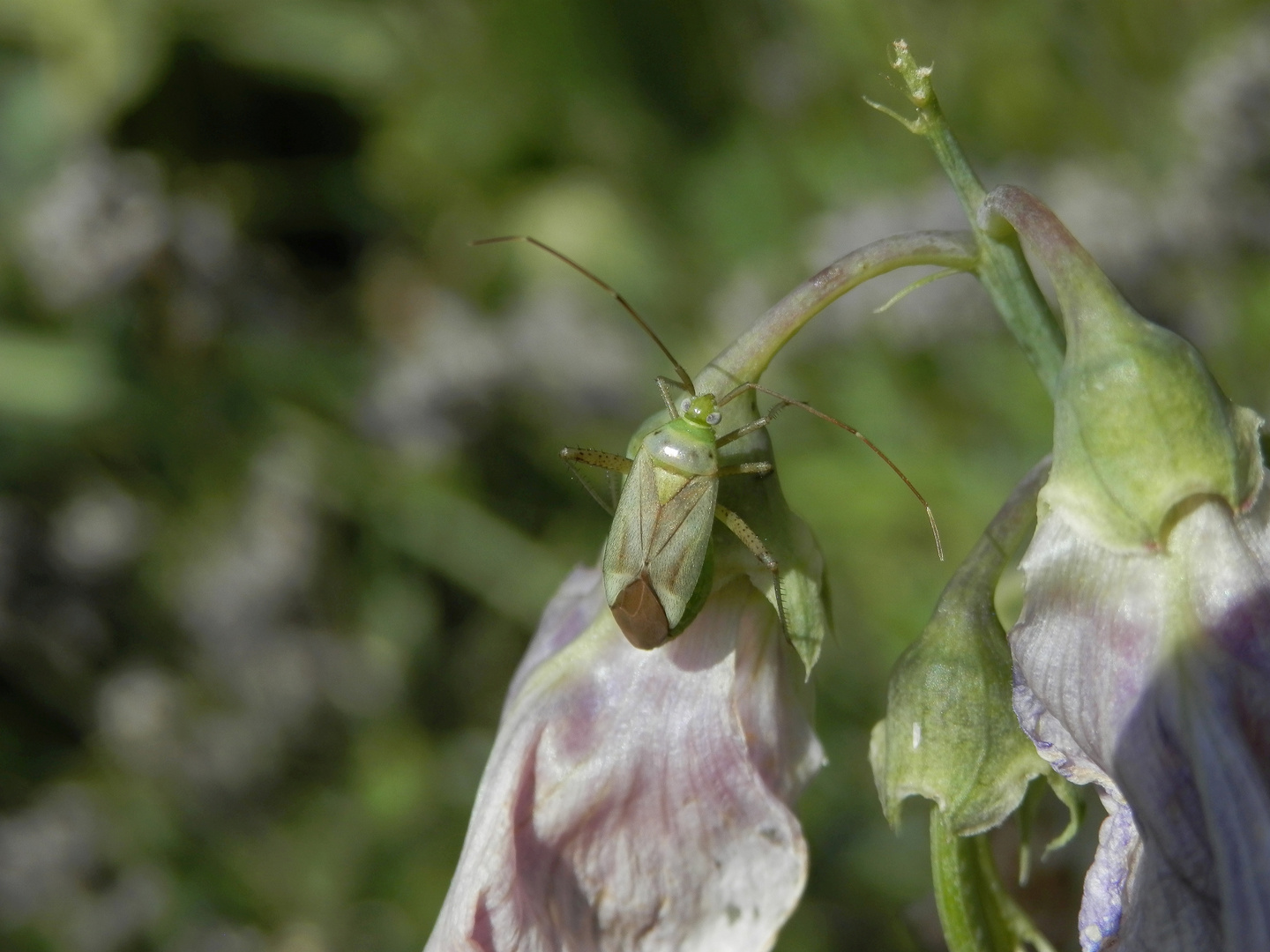 Vierpunkt-Zierwanze (Adelphocoris quadripunctatus)