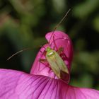 Vierpunkt-Zierwanze (Adelphocoris quadripunctatus) auf Gartenwicke