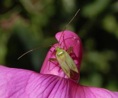 Vierpunkt-Zierwanze (Adelphocoris quadripunctatus) auf Gartenwicke