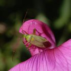 Vierpunkt-Zierwanze (Adelphocoris quadripunctatus) auf Gartenwicke