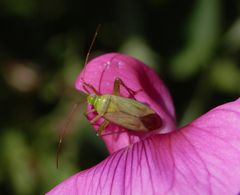 Vierpunkt-Zierwanze (Adelphocoris quadripunctatus) auf Gartenwicke